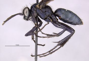 Media type: image;   Entomology 22684 Aspect: habitus lateral view